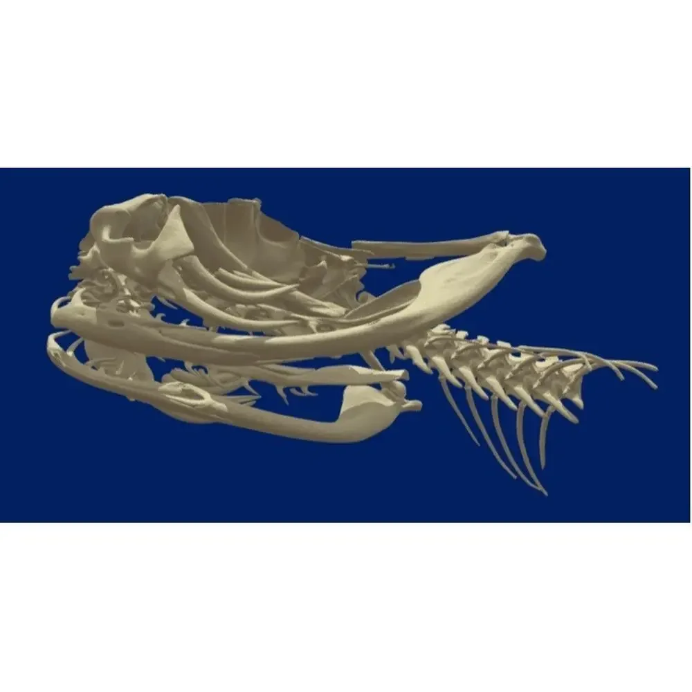4 Puzzles!! Western Diamondback Rattlesnake Snake Skull FANGS SPECIMEN SK4B
